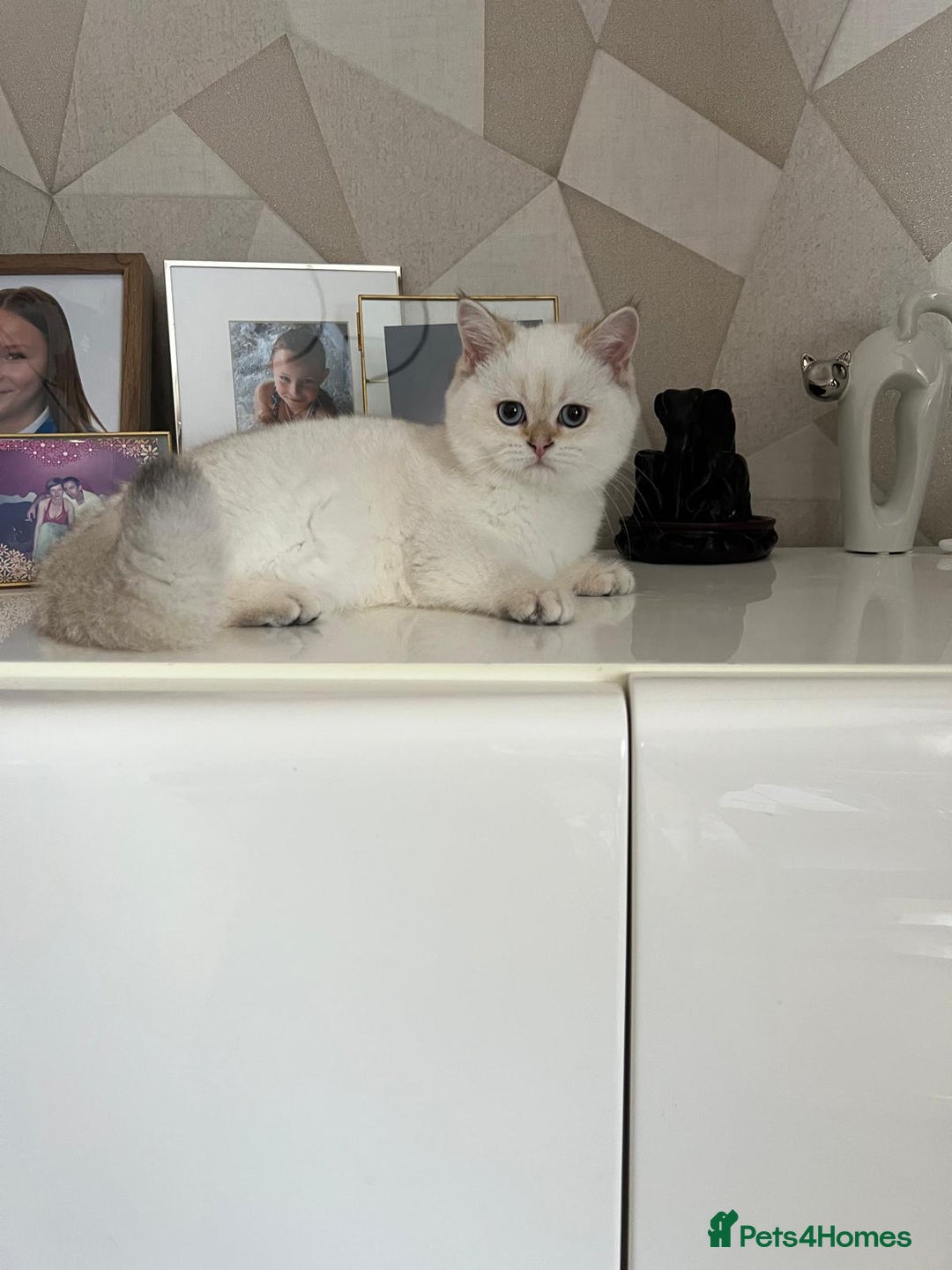 Scottish Fold cats for sale: Scottish fold and straight kittens  - Advert 17