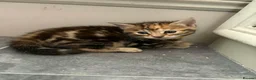 Mixed Breed cats for sale: Beautiful long haired Torbie x Bengal kittens - Advert 17