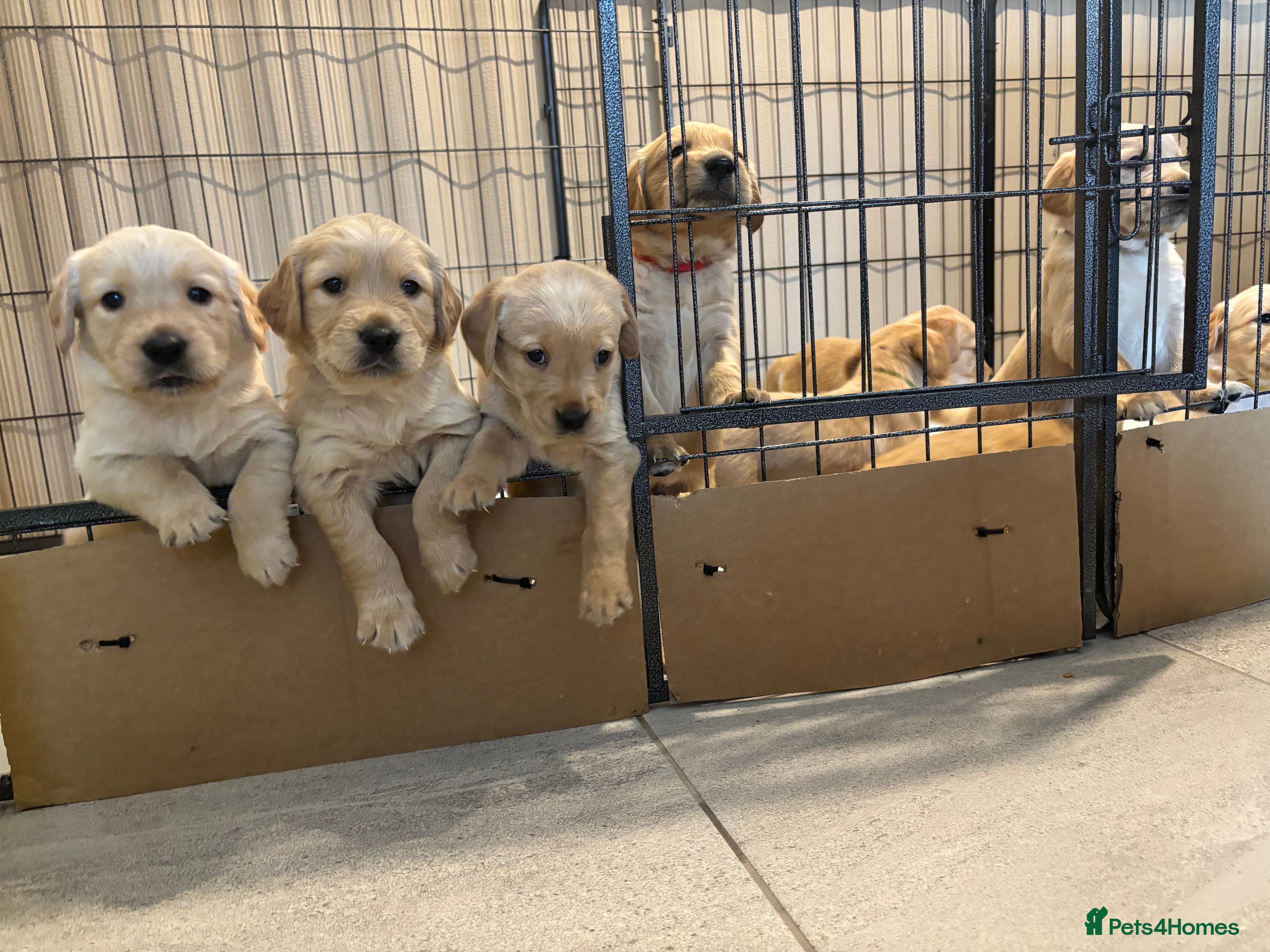 Goldador dogs Exceptional Goldadoor puppies! - Advert 1