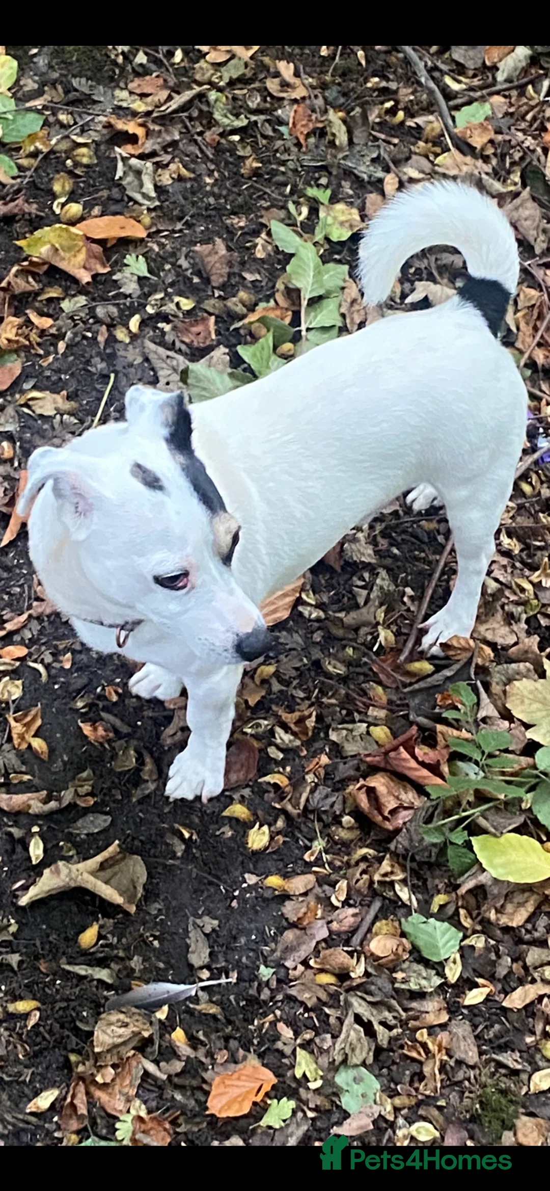 Jack Russell dogs for stud: Proven stud in Accrington - Advert 5