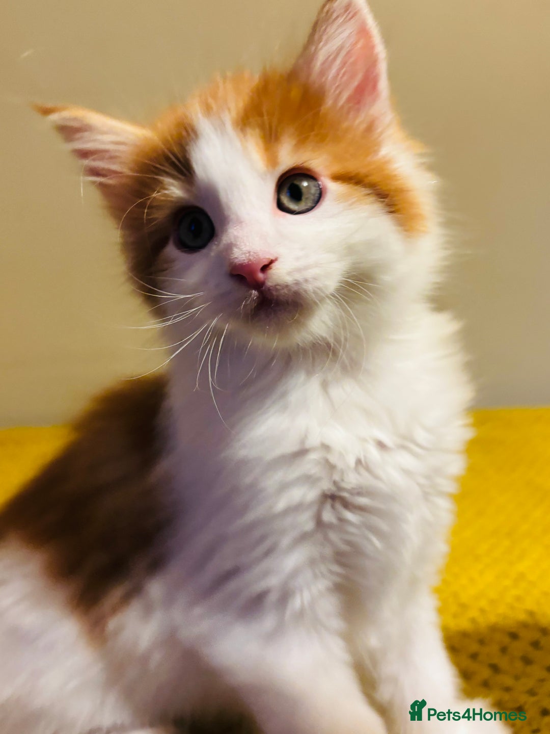 Maine Coon cats for sale: Beautiful Maine coon kittens  - Advert 3