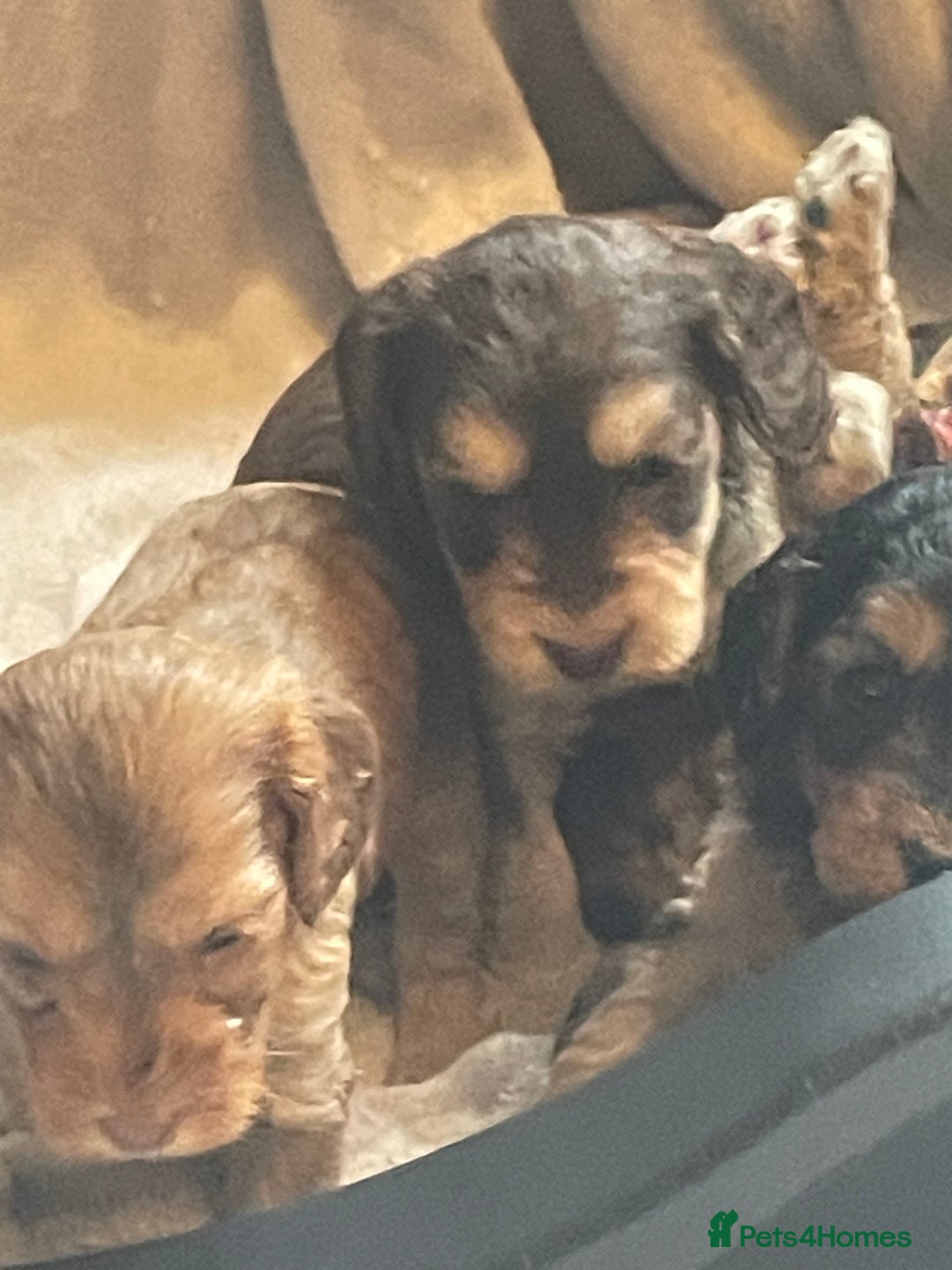 Cockapoo dogs for sale: Stunning sable cockapoos  - Advert 12