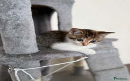 Mixed Breed cats for sale: 🐾 Adorable Kittens Looking for Loving Homes! 🐾 - Image 21