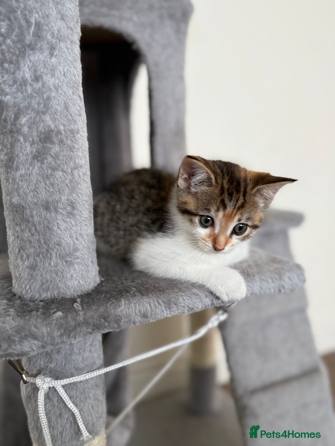 Mixed Breed cats for sale: 🐾 Adorable Kittens Looking for Loving Homes! 🐾 - Image 21