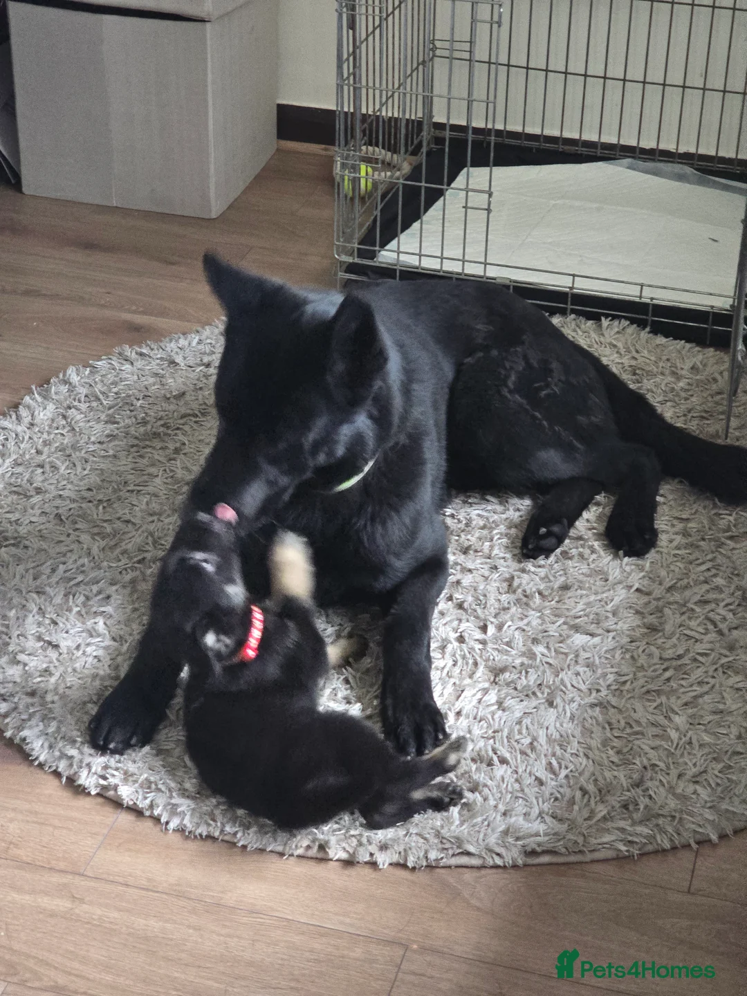 German Shepherd dogs for stud: PROVEN- BLACK-GERMAN SHEPHERD AVAILABLE FOR STUD in Walsall - Advert 11