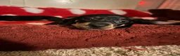 Dachshund dogs for sale: Smoothed hair dashunds  - Advert 10