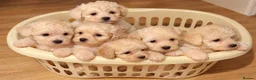 Poochon dogs for sale: 🐶 Poochon Toy Puppies Looking for Their Homes ❤️ in Caerphilly - Advert 18