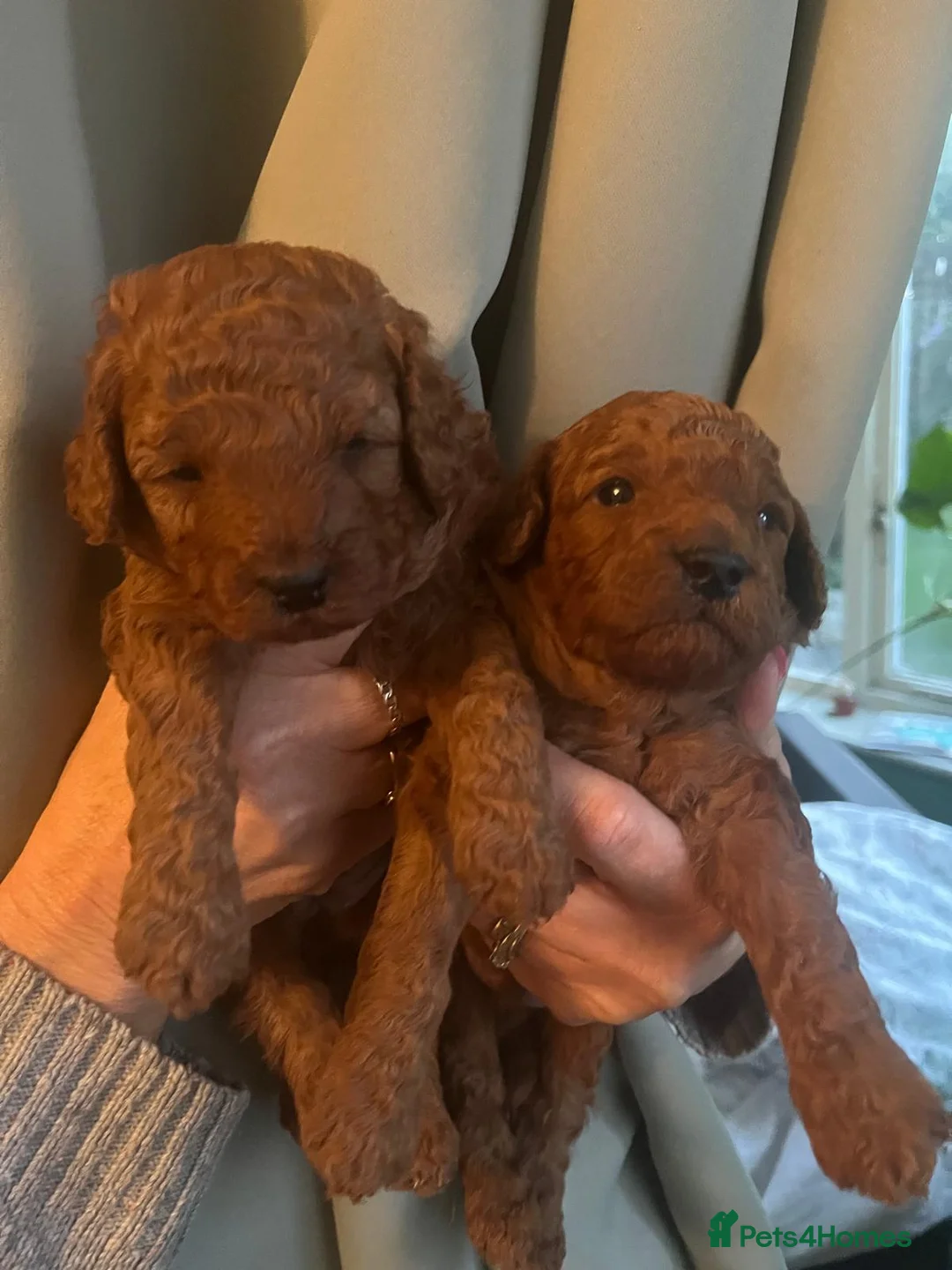 Miniature Poodle dogs for sale: Gorgeous Pedigree Poodle Pups for Sale! - Advert 2