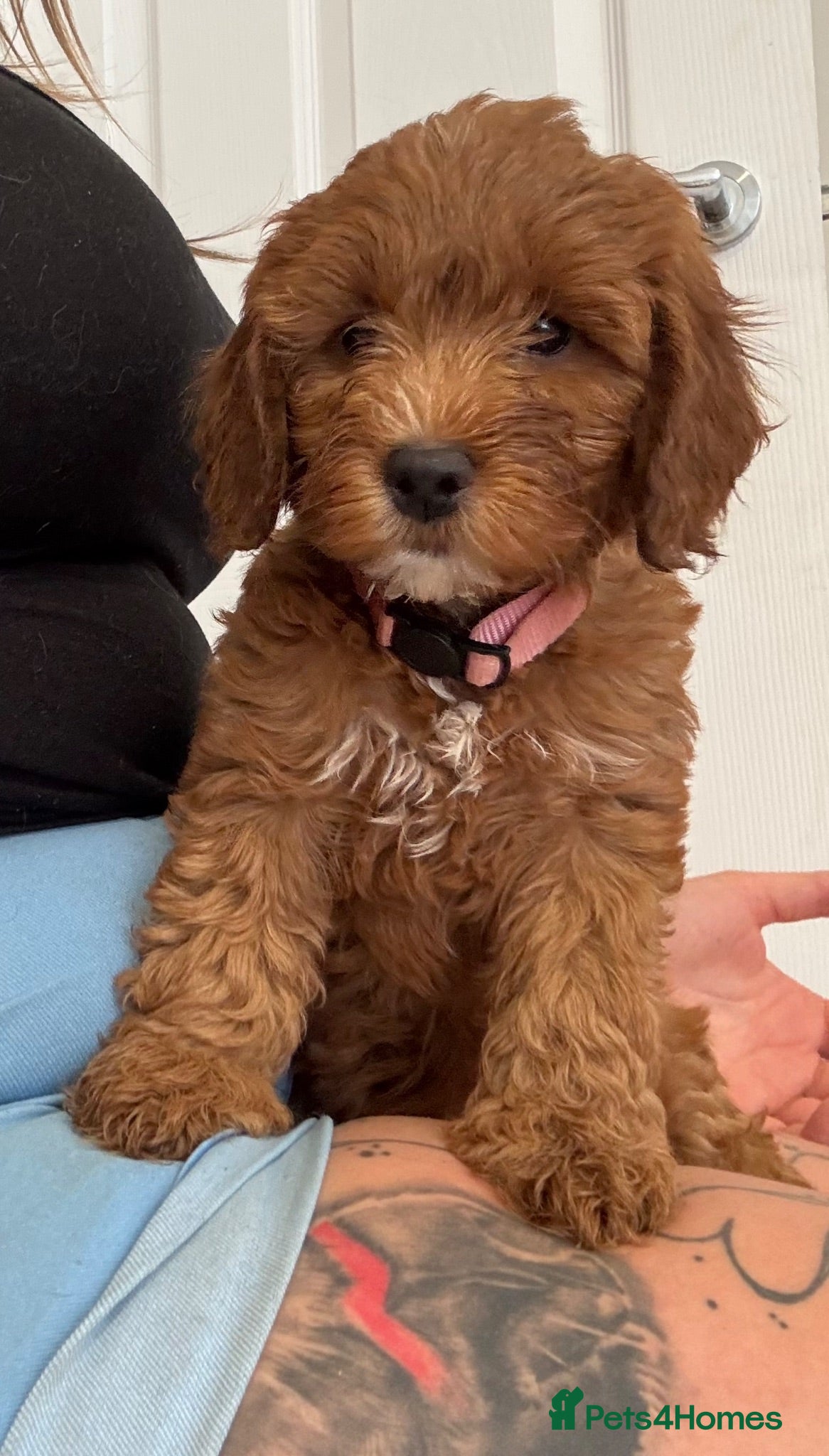 Cockapoo dogs ✨ TWO LEFT ✨F1 Cockapoo puppies 🩷🩵 - Advert 10