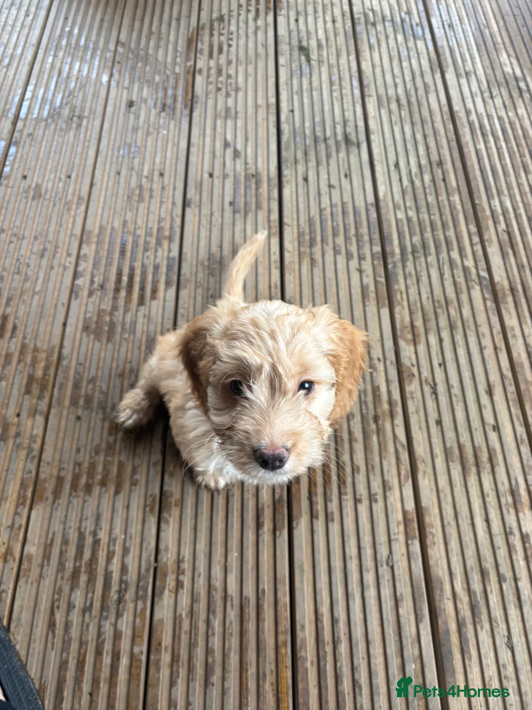 Cockapoo dogs for sale: F1 Golden Cockapoo  - Advert 4