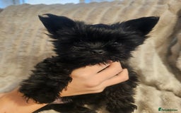 Yorkshire Terrier dogs for sale: SmaltypeYorkshire terrier Chocolate/black IHR.e.V  - Image 40