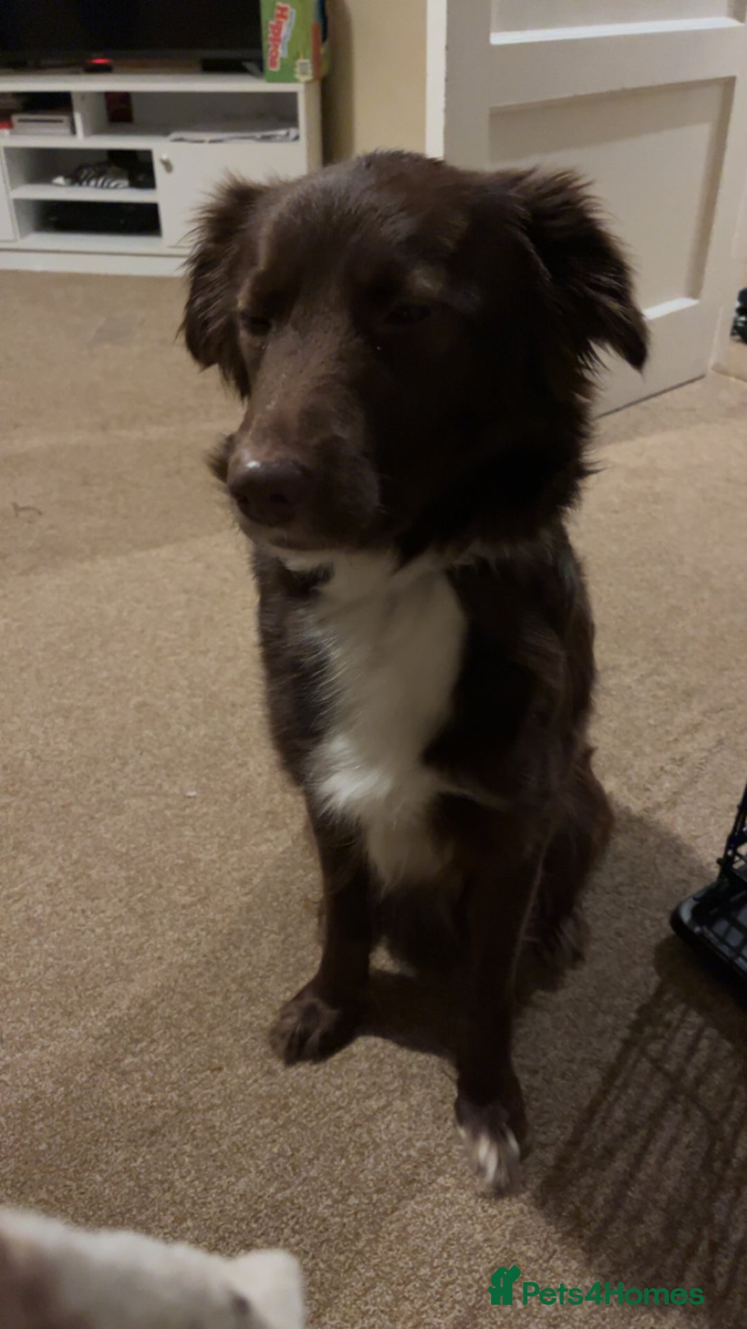 Mixed Breed dogs for sale: 2 collies - Image 3