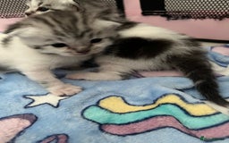 Persian cats for sale: Doll face Persian x - Image 12