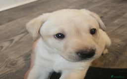 Labrador Retriever dogs for sale: Beautiful litter of yellow labrador retrievers - Image 8