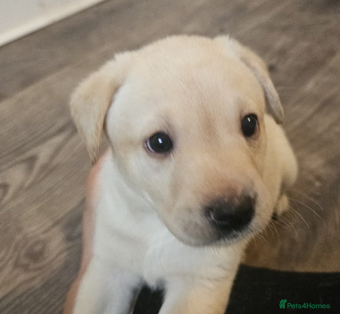 Labrador Retriever dogs for sale: Beautiful litter of yellow labrador retrievers - Image 8