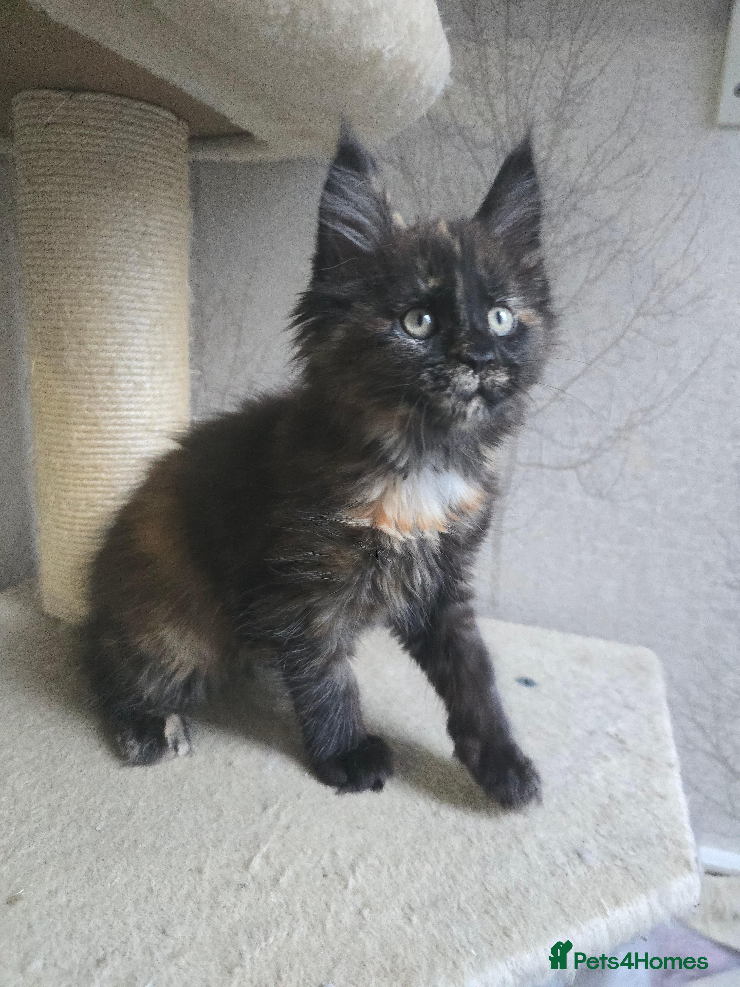 Maine Coon cats Amazing Large Purebred Maine Coon Kittens - Advert 16