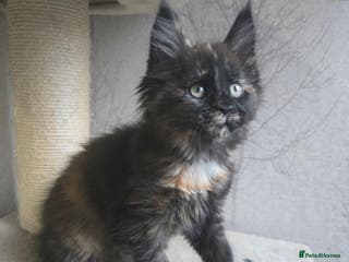 Maine Coon cats Amazing Large Purebred Maine Coon Kittens - Advert 16