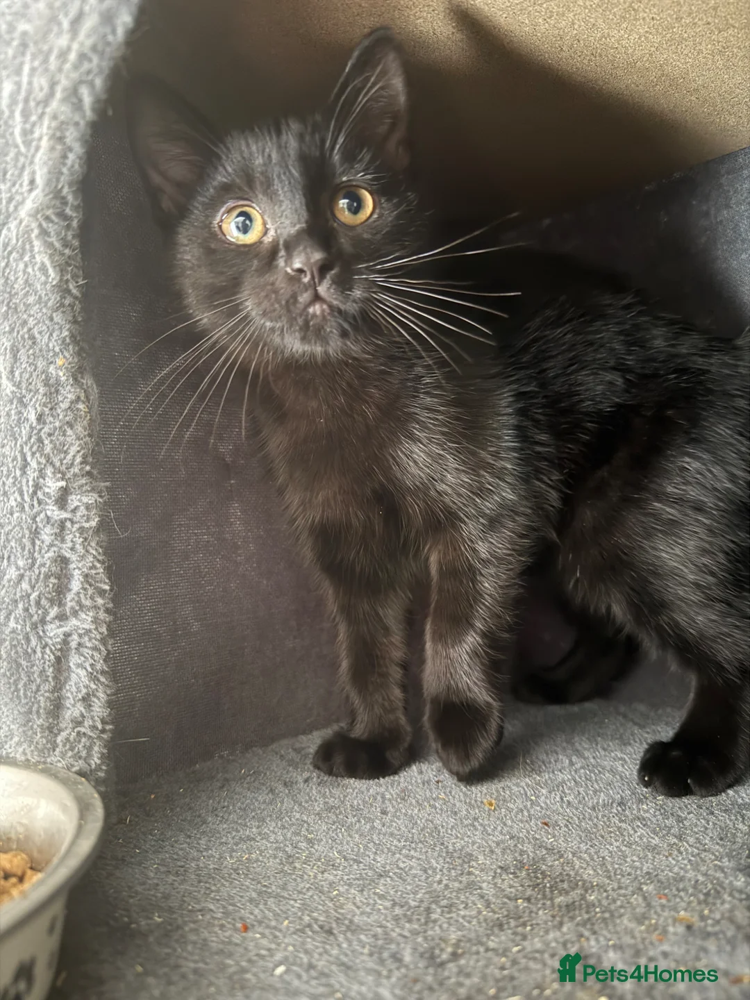 Mixed Breed cats for sale: Ragdoll x Bombay Female Kitten - Advert 2