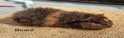 Guinea Pig rodents for sale: Guinea pigs - Advert 3