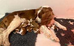 Welsh Springer Spaniel dogs for sale: Welsh springer spaniel - Image 4