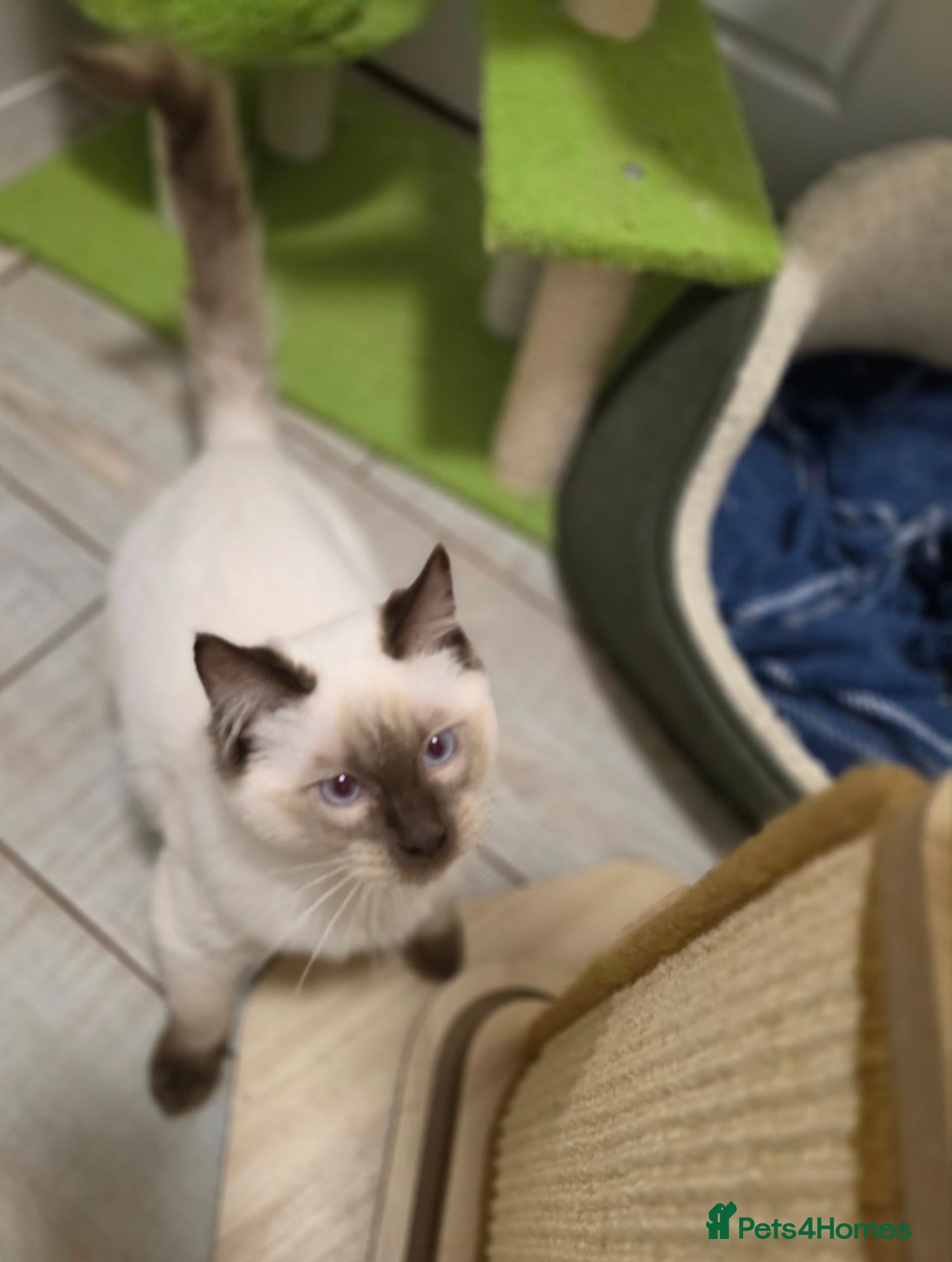 Ragdoll cats for sale: 💙💛 GCCF fantastic boy available 💙💛 - Advert 2