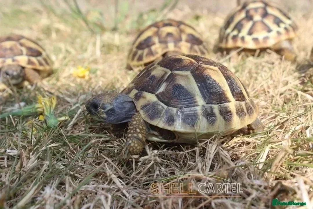Tortoise reptiles for sale: BABY HERMANNS AND SET UPS - Advert 13