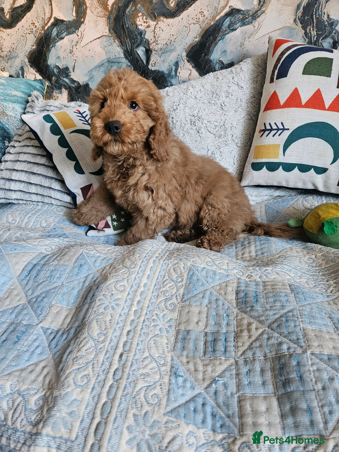 Cockapoo dogs for sale: Cockapoo - Advert 14