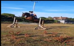 Irish Thoroughbred horses for sale: Beautiful tb mare  - Image 3