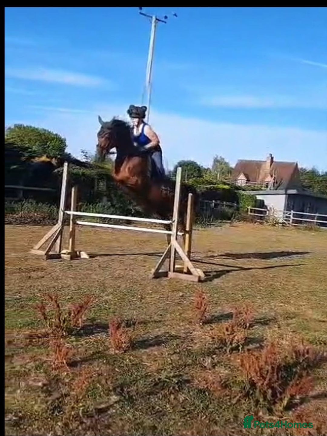 Irish Thoroughbred horses for sale: Beautiful tb mare  - Image 3