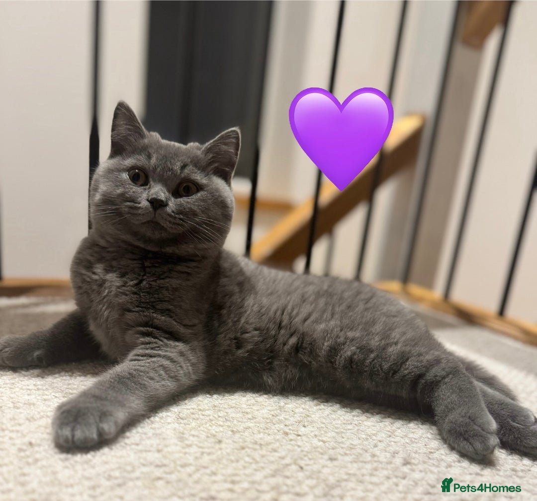 British Shorthair cats for sale: British Shorthair Blue 3 Girls GCCF registered  - Advert 21
