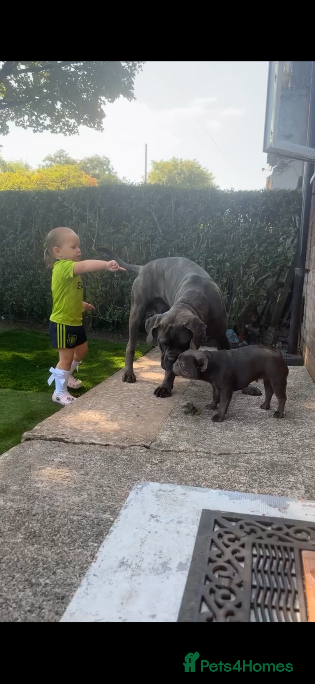 Cane Corso dogs for sale: 12 month old cane corso  - Advert 2
