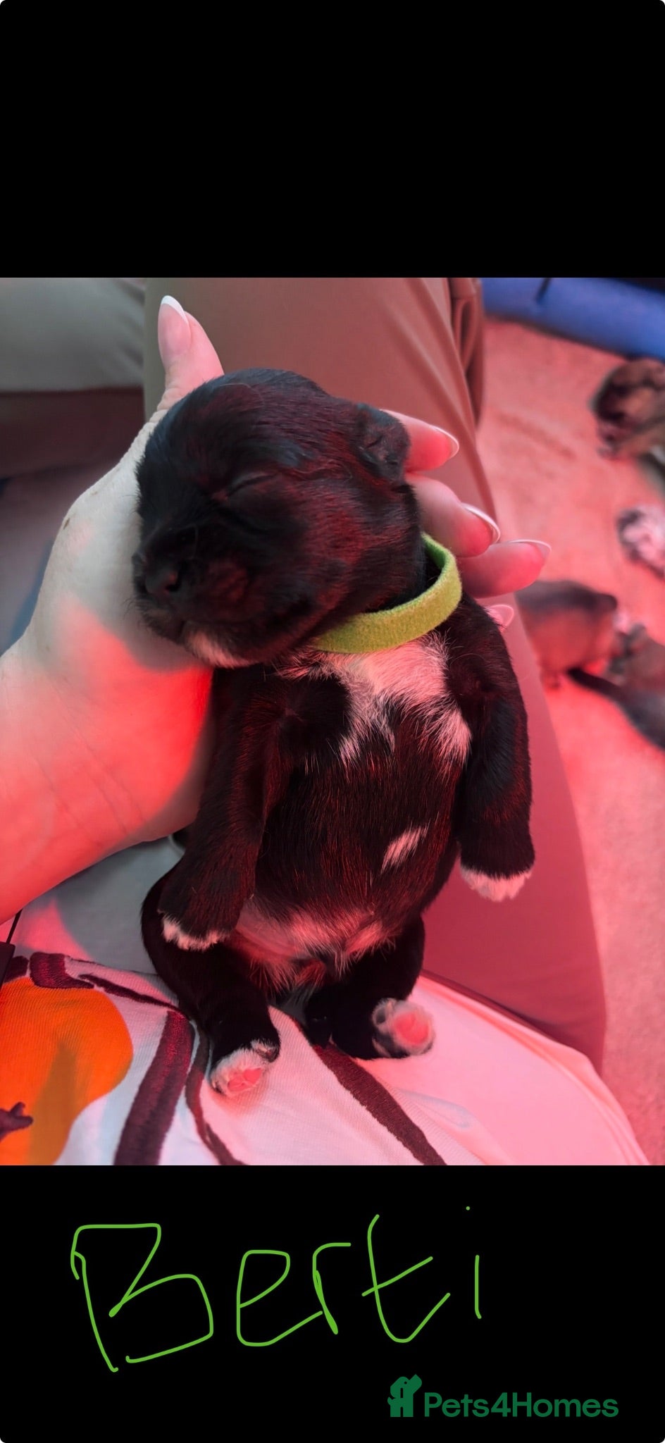 Mixed Breed dogs Schapso puppies  - Advert 11