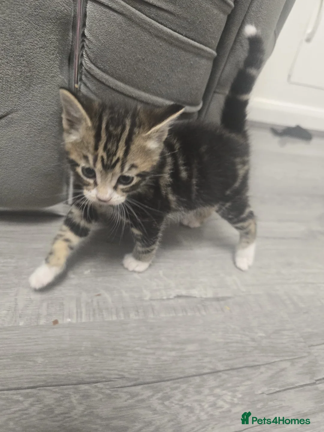 Mixed Breed cats for sale: Mixed mainecoons - Advert 1