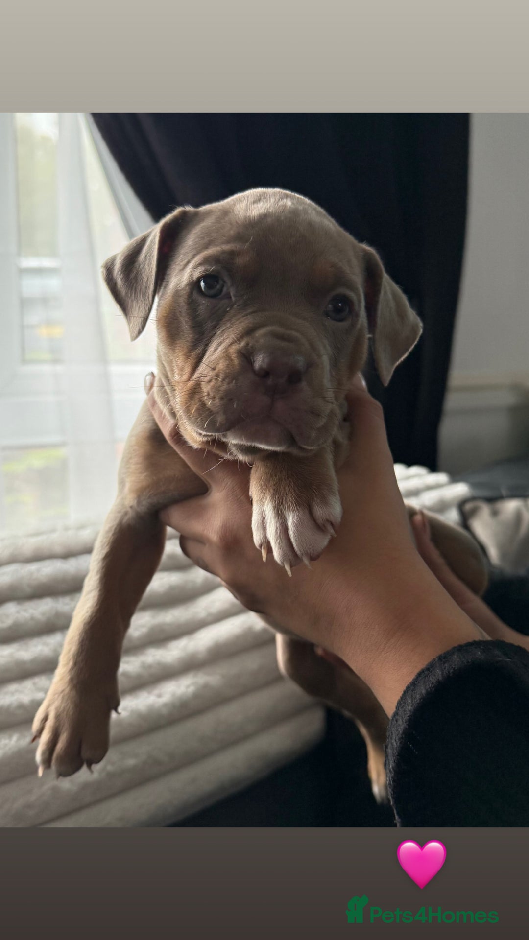 American Bully dogs for sale: 3 furbabies left ! ABKC Classic American Bullys - Advert 5