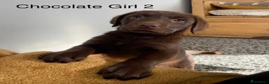 Chocolate Girl 2