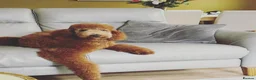 Standard Poodle dogs for sale: Beautiful Standard Poodle Puppies – Southampton  in Southampton - Advert 3