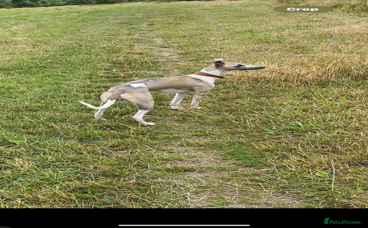 Whippet dogs - Advert 1