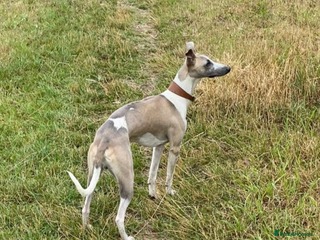 Whippet dogs - Advert 12