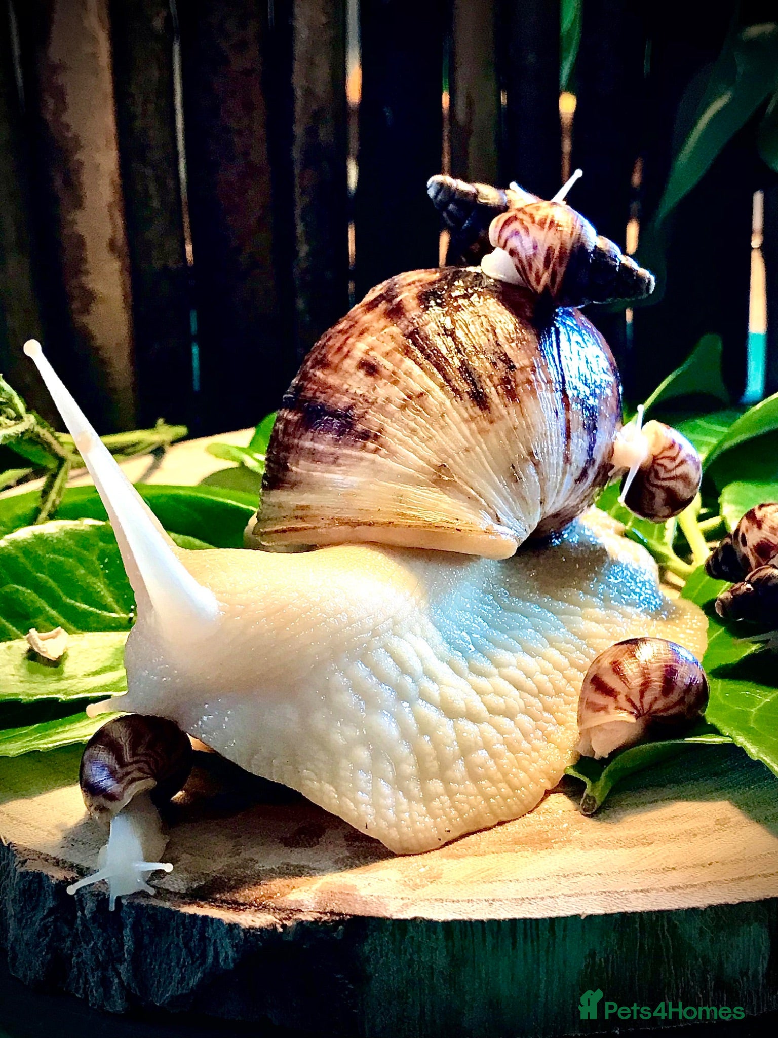 Snails invertebrates Giant African Land Snails babies - Albino XL snail - Advert 1