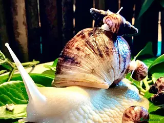 Snails invertebrates Giant African Land Snails babies - Albino XL snail - Advert 1