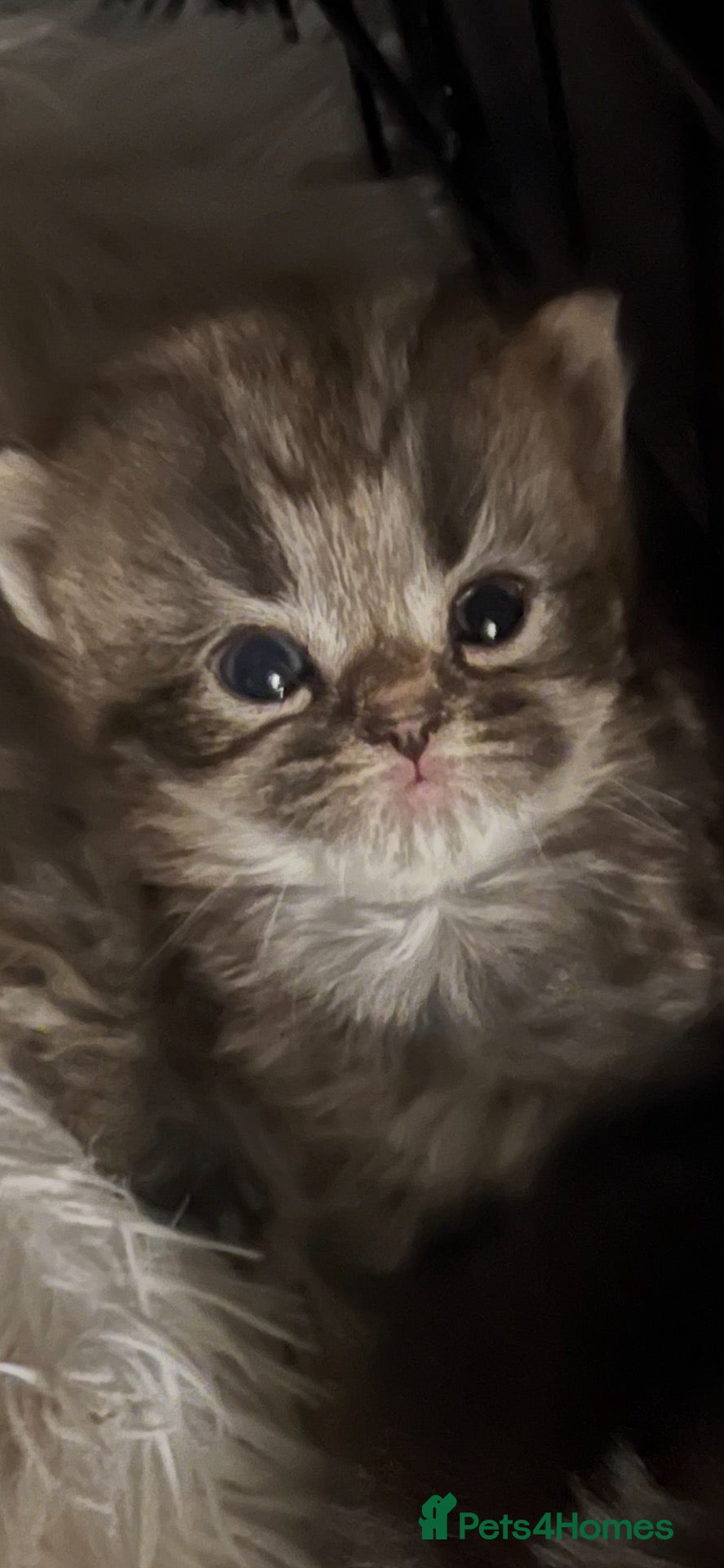 Persian cats Stunning pure Persian babies - Advert 2