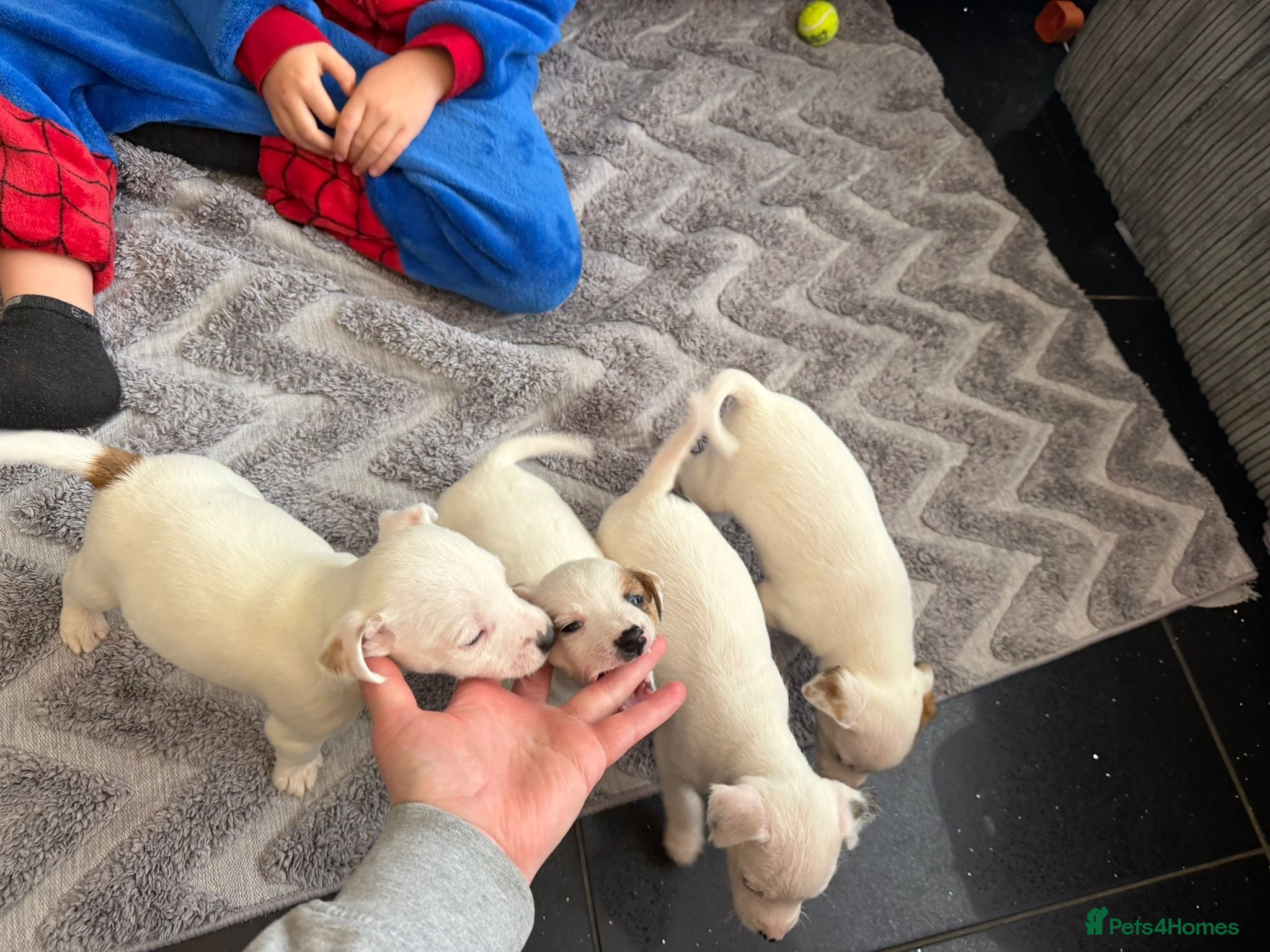 Jack Russell dogs Jack Russell puppies - Advert 18