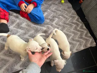 Jack Russell dogs Jack Russell puppies - Advert 18