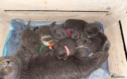 British Shorthair cats for sale: Pure British Shorthair Champion line 🥇🏆😻  - Image 1