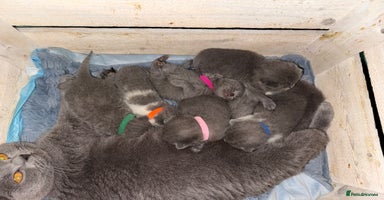 British Shorthair cats - Advert 16
