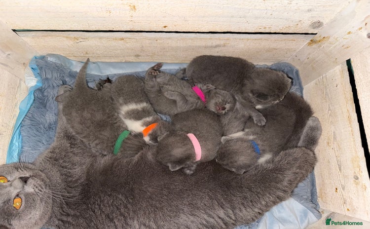 British Shorthair cats - Advert 9