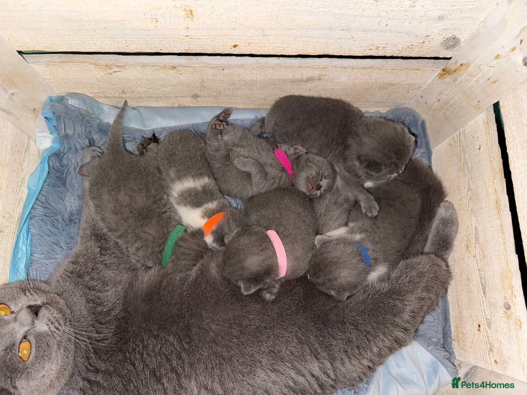 British Shorthair cats for sale: Pure British Shorthair Champion line 🥇🏆😻  - Image 1