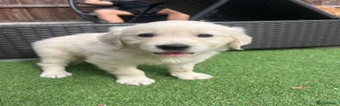 Golden Retriever 5