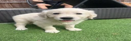 Golden Retriever dogs for sale: Gorgeous golden retriever puppies 🐶  - Advert 6