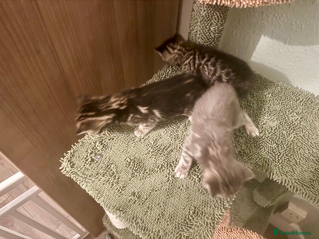 Bengal cats for sale: 3/4 bengal 1/4BSH - Advert 7